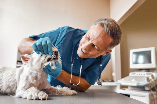 Best Same-Day Emergency Dentist in Wildwood, MO